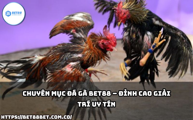 Đá Gà Bet88 – Chuyên mục giải trí uy tín, nơi hội tụ đỉnh cao trải nghiệm cá cược đá gà đẳng cấp.