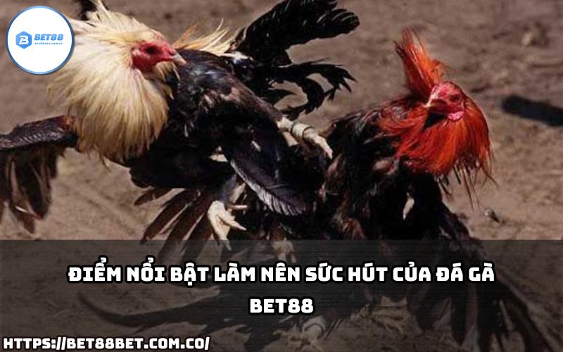 Điểm nổi bật khiến Đá Gà Bet88 trở thành lựa chọn hàng đầu cho anh em đam mê cá cược đá gà.