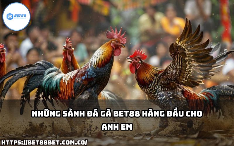Tận hưởng những sảnh đá gà Bet88 hàng đầu với chất lượng đỉnh cao dành riêng cho anh em cá cược.