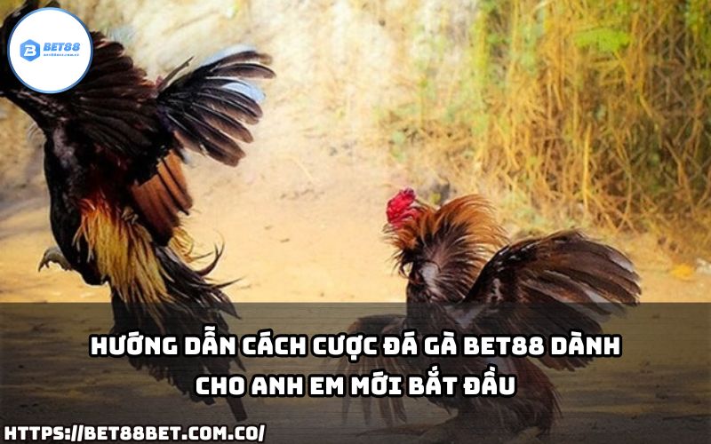 Hướng dẫn chi tiết cách cược đá gà Bet88 – Dành cho anh em mới bắt đầu hành trình cá cược.